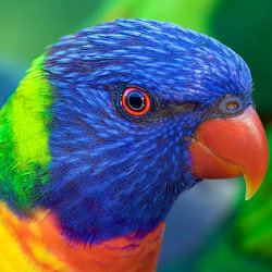Close up of ranibow lorikeet head